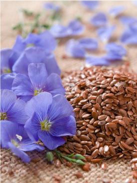 Flax flower and seeds